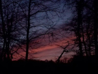 ciel et arbres 01